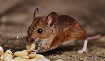 24 Hour & Emergency Exterminators in Meadow Valley, CA